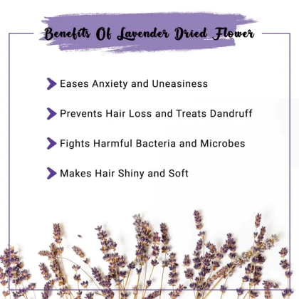 Lavender Flowers image 6