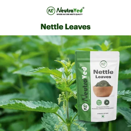 Nettle Leaf image 2