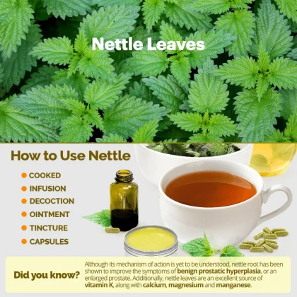 Nettle Leaf image 5